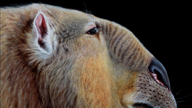 Finished reconstruction of extinct Australian megafauna, Palorchestes.