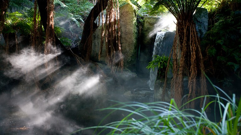 Trees and mist