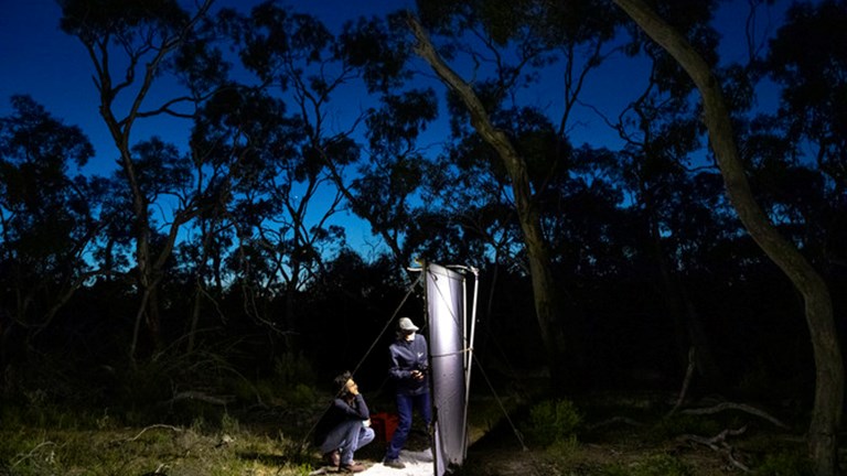 Two people stand before a white sheet in an arid forest at twilight.