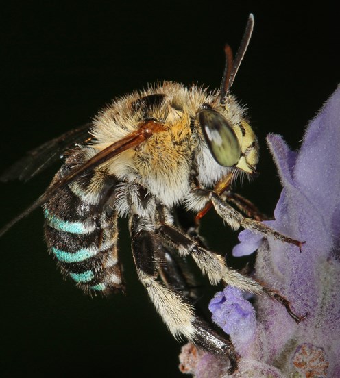 A bee with blue bands on its abdomen, perched on a flower