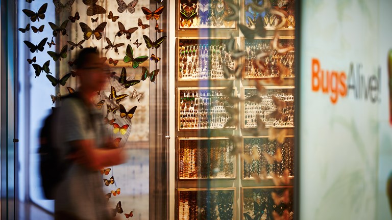 Visitor in front of butterfly display at the entrance to Bugs Alive exhibition