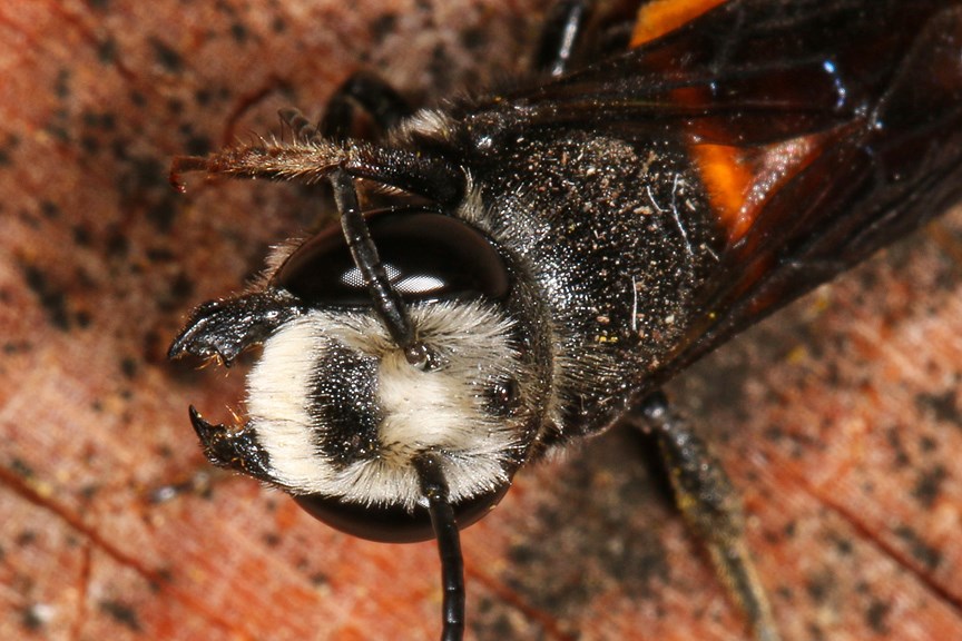 a close up image of a bee's jaws