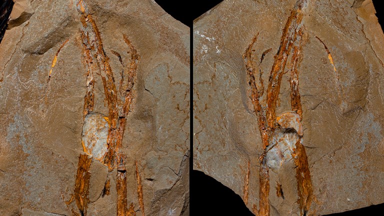 two slabs of stone, side by side, with orange streaks in the shape of a reedy plant
