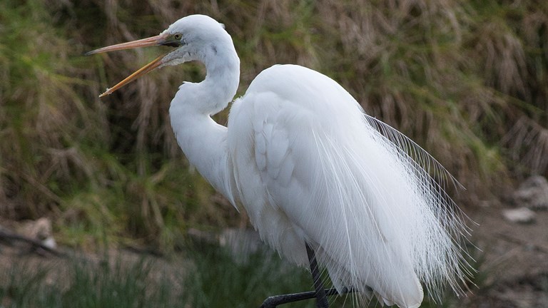 an elegant white bird wading in water
