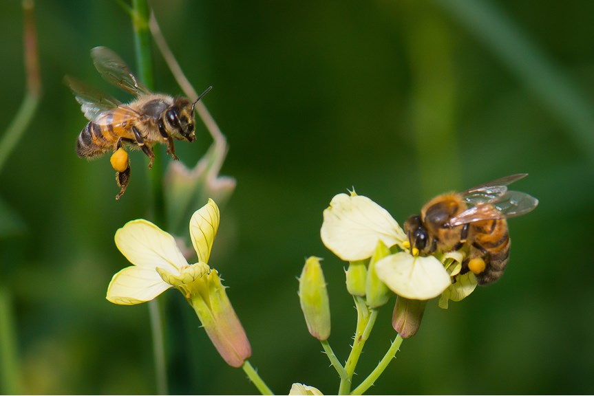 two bees on a flower