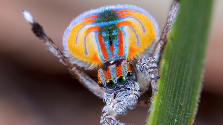 A male Maratus volans peacock spider. Image made available through generous donation of its original author.