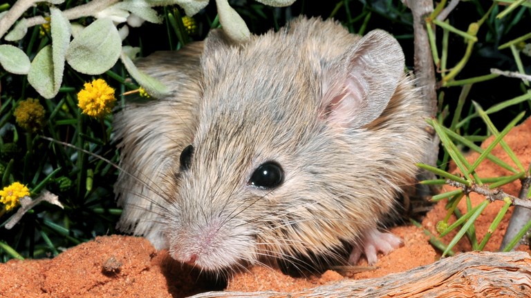 a closeup of a cute mouse