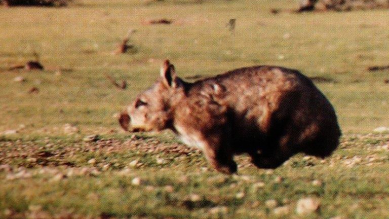a wombat running with all four legs off the ground