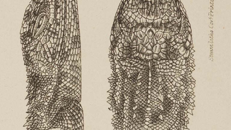 An illustrated dragon's head seen from two angles.