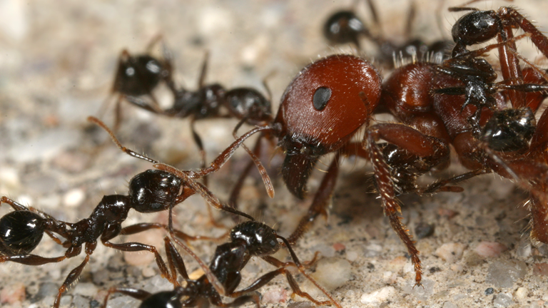 An army of ants crowding around a Queen Ant.