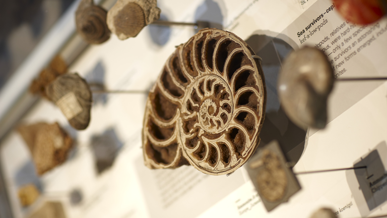 A cross section of a shell in the Sea showcase.