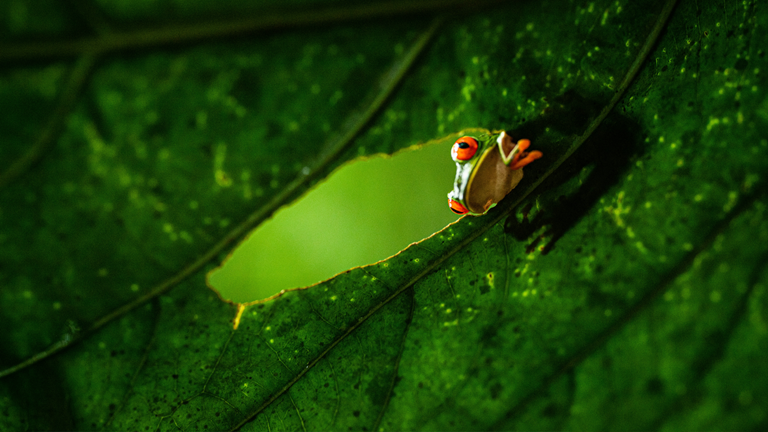 A frog sits peering through a hole in a large tropical rainforest leaf.