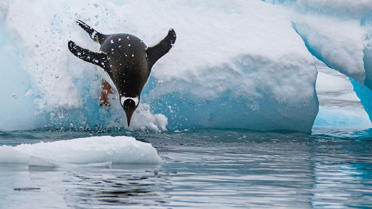 A penguin is captured mid-air as it dives from an iceberg into the ocean.